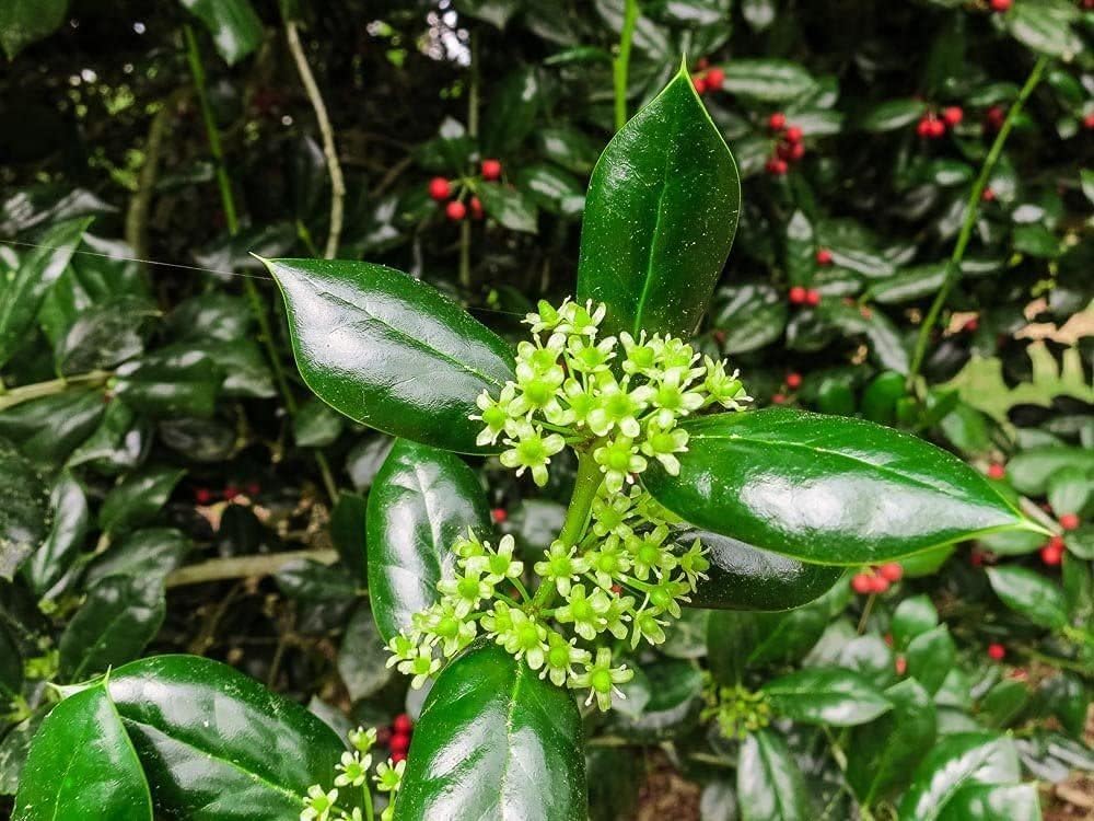 Burfordi Holly | 1 Quart Size Plant | Ilex Cornuta | Fast Growing Evergreen Shrubs, Privacy Hedge