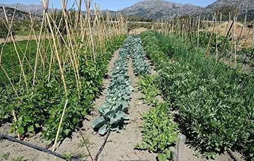 Rocky Mountain Goods 25 Foot Flat Weeper Soaker Hose - Drip Irrigation - Double Layer Design