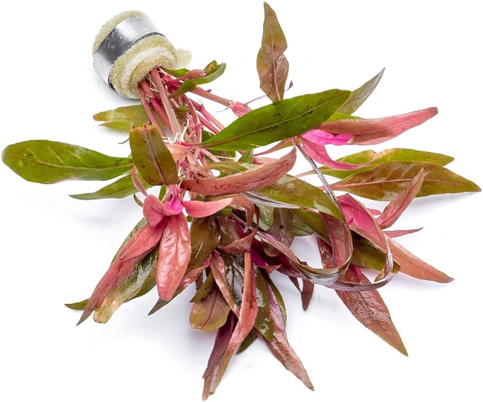 SubstrateSource Live Aquarium Red Stem Plants - Freshwater Aquatic Plant for Fish Tanks