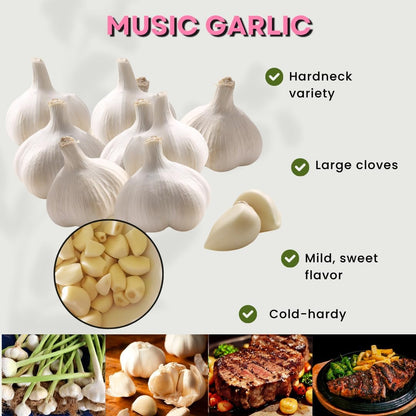 1 Pound Hard Neck Garlic for Planting in Fall, Music Garlic Bulb for Planting, Fresh and High