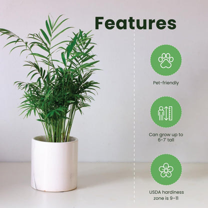 American Plant Exchange Areca Palm – Live 4-Inch 3-Pack, Easy-Care Tropical Houseplants with Lush