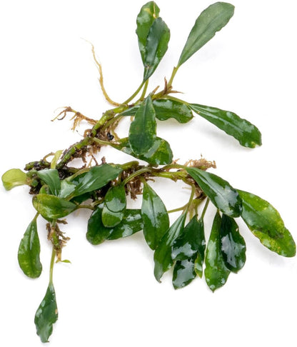 SubstrateSource Bucephalandra Black Tears Live Aquarium Plant - Natural Freshwater Fish Tank
