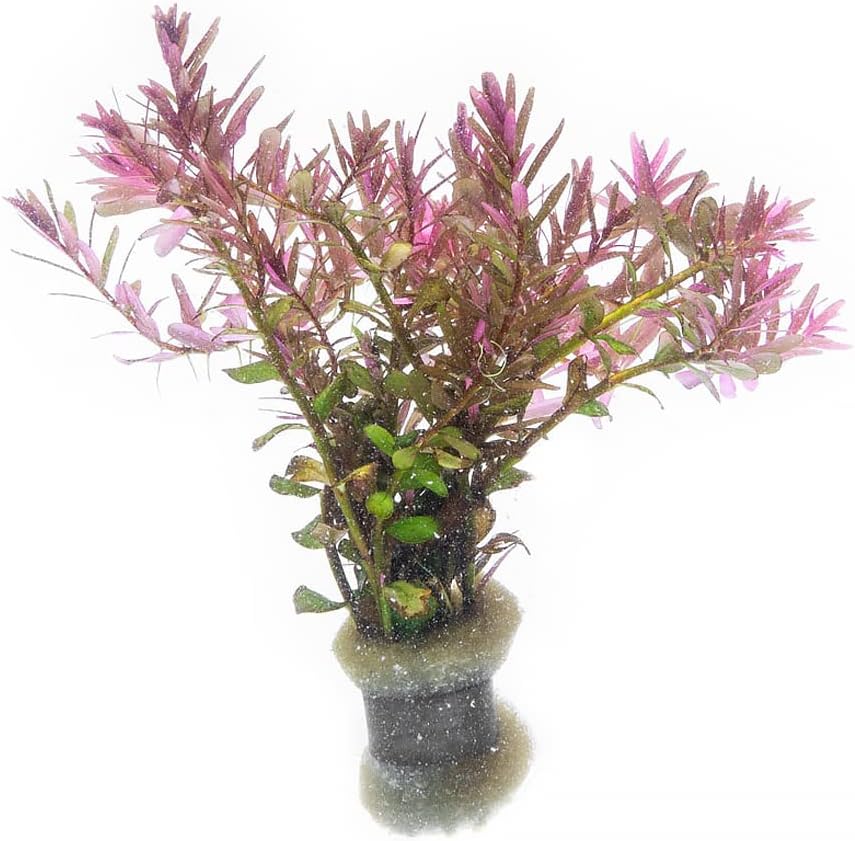 SubstrateSource Live Aquarium Red Stem Plants - Freshwater Aquatic Plant for Fish Tanks