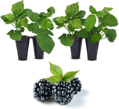 BlackBerry Thorny Plants Kiowa (4 Pack) Live for Sale | Easy to Grow Plants | Edible Fruit Plant