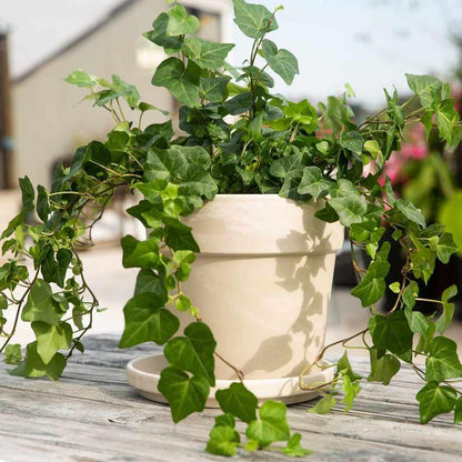 English Ivy Green Live Plant for Indoor | Different Houseplants in 4'' & 6'' Pot | Real House Plant
