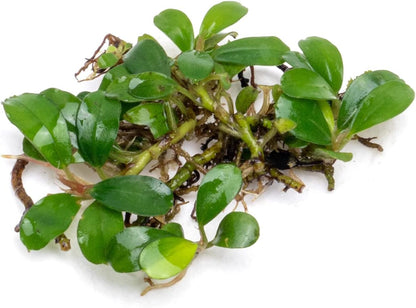 SubstrateSource Bucephalandra Mini Coin Live Aquarium Plant - Natural Freshwater Fish Tank