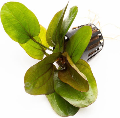 SubstrateSource Echinodorus Reni Sword Live Plant for Freshwater Aquariums, Natural Fish Tank