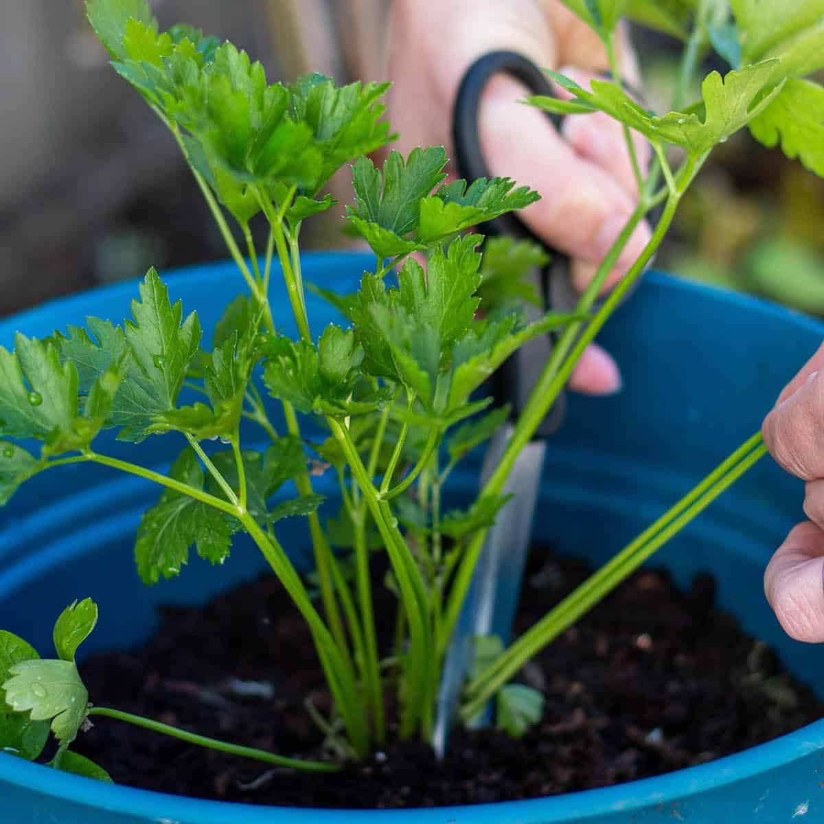 Premium Parsley Plant Soil Mix by Gardenera - Stimulate Growth and Elevate Culinary Dishes with