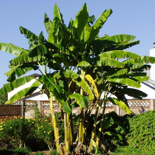 Basjoo Banana Plant Live, 4-6" Tall Well-Rooted for Indoor Tropical Displays, Cold Hardy Banana