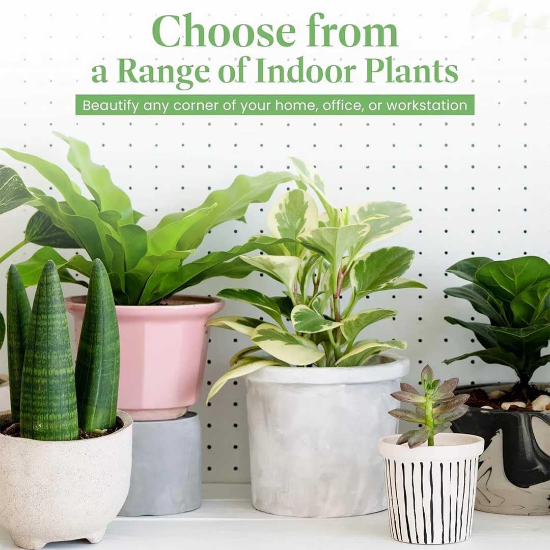 American Plant Exchange Monstera Deliciosa – Live 4-Inch Pot in Stylish Pot Cover, Easy-Care Split