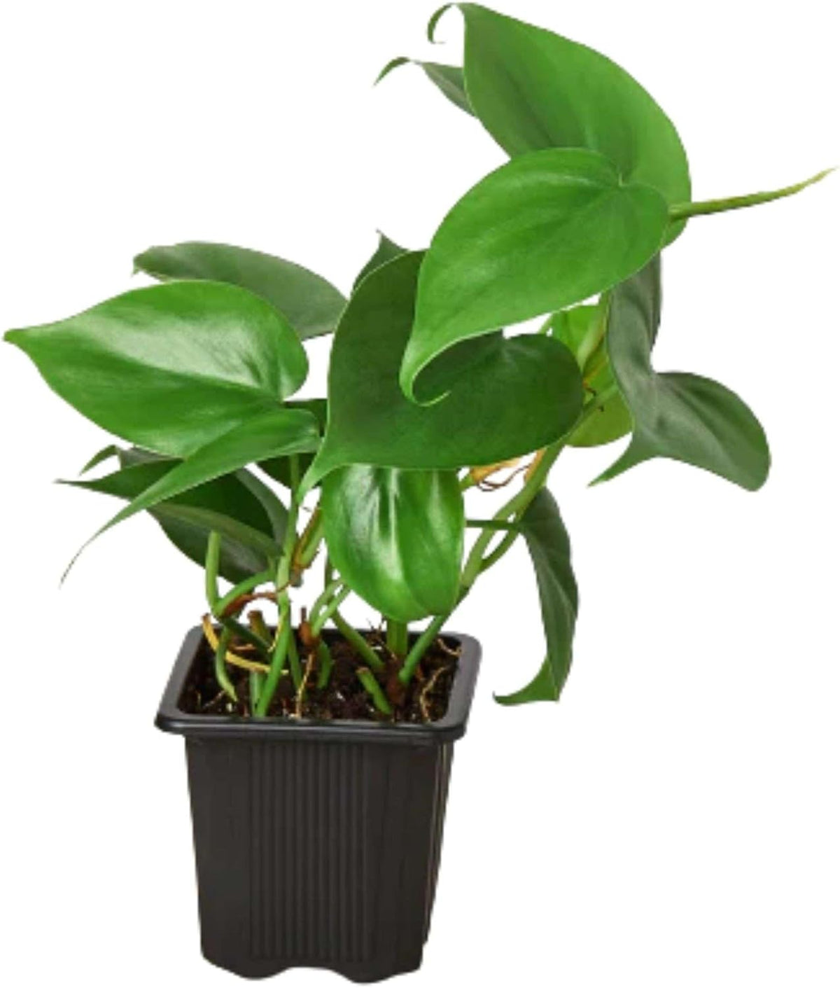 Philodendron Cordatum Heartleaf Live Plant for Indoor | Different Houseplants in 3'' Pot | Real