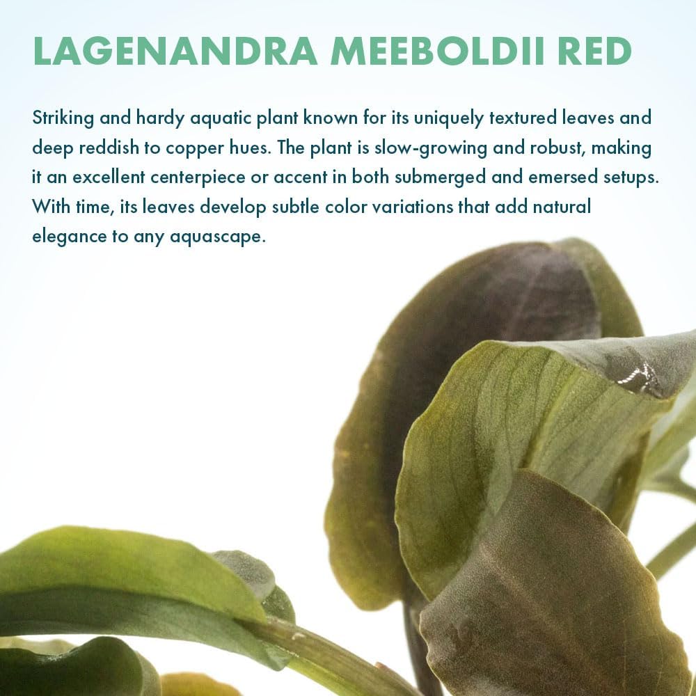 SubstrateSource Live Plants - Lagenandra Meeboldii Red (Lagenandra meeboldii) - Moderate to High