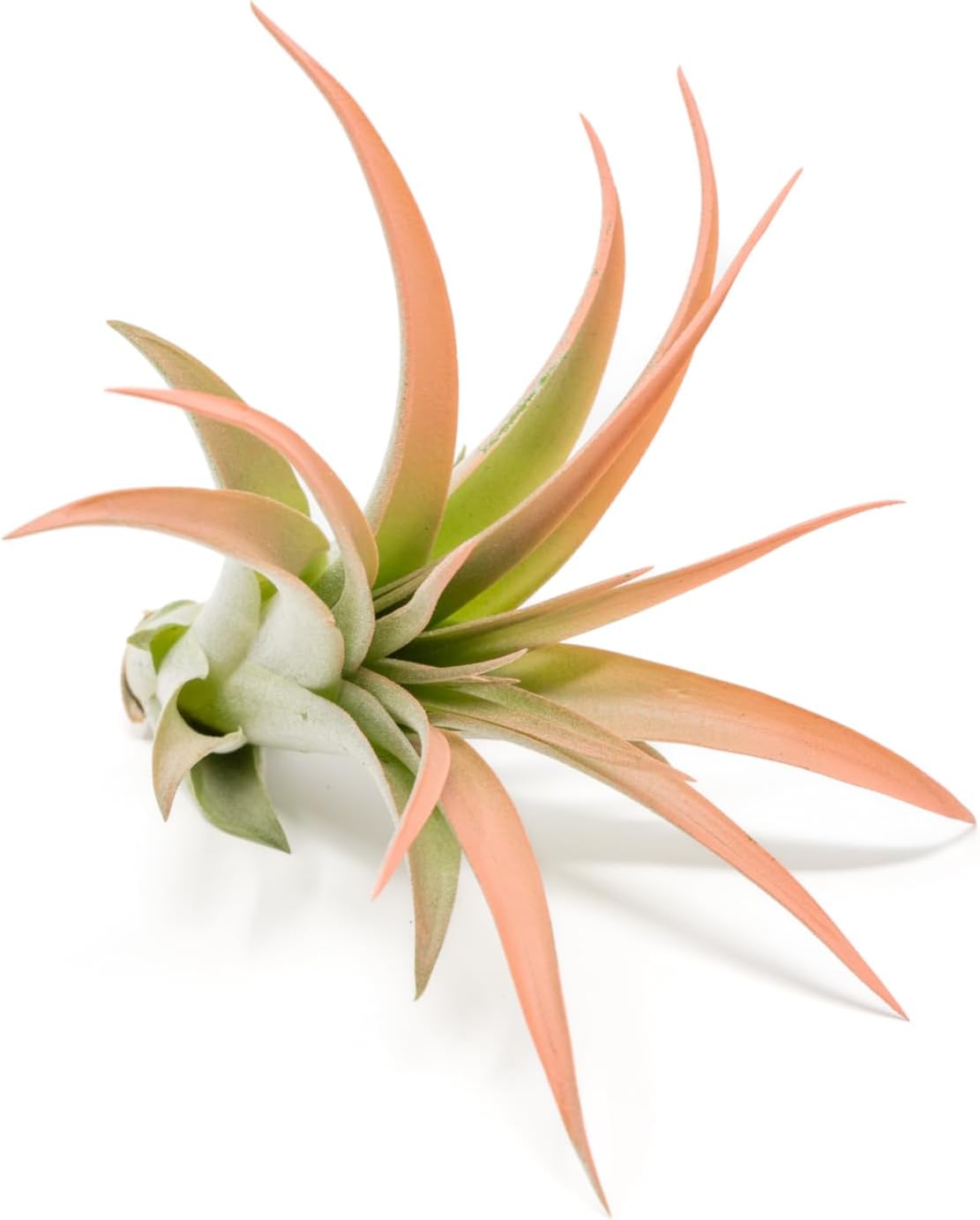 Coral Colorful Tillandsia Air Plants - Long Lasting Color Enhanced Live Tillandsia Succulent House