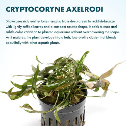 SubstrateSource Live Plants - Cryptocoryne Axelrodi (Cryptocoryne axelrodi) - Low to Medium Light