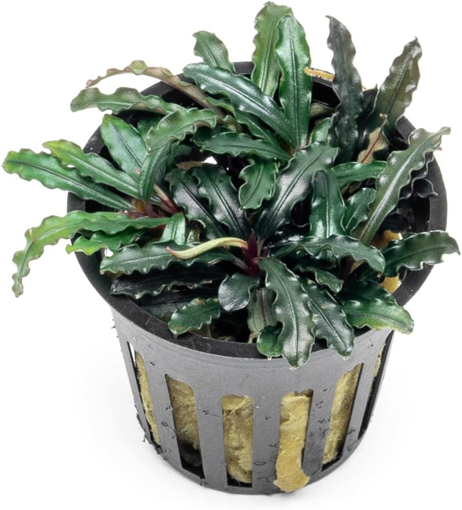 SubstrateSource Bucephalandra Red Blade Potted Live Aquarium Plant - Natural Freshwater Fish Tank