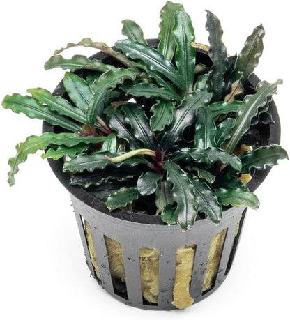 SubstrateSource Bucephalandra Red Blade Potted Live Aquarium Plant - Natural Freshwater Fish Tank