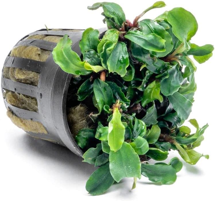 SubstrateSource Bucephalandra Green Wavy Potted Live Aquarium Plant - Natural Freshwater Fish Tank