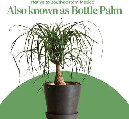 American Plant Exchange Ponytail Palm – 10-Inch Pot – Live Large Bonsai Plant, Pet Safe Indoor