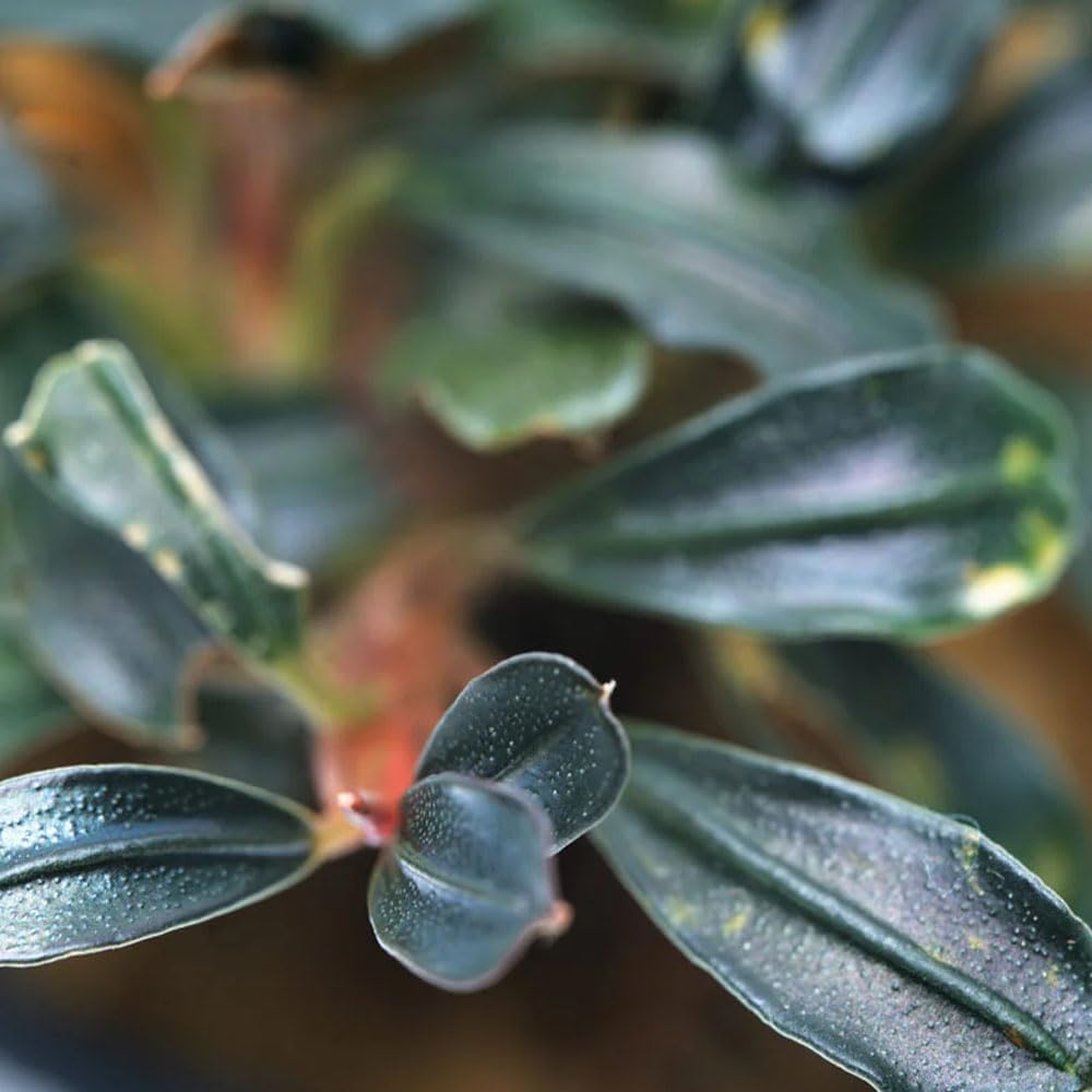 SubstrateSource Live Plants - Lamandau Mini Purple - Low to Medium Light Aquarium Display, Dark