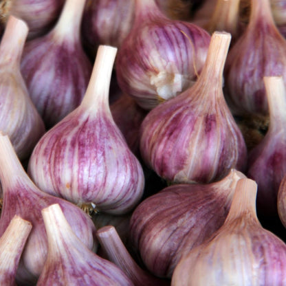 1 Pound Hard Neck Garlic for Planting in Fall, Purple Garlic Bulb for Planting, Fresh and High