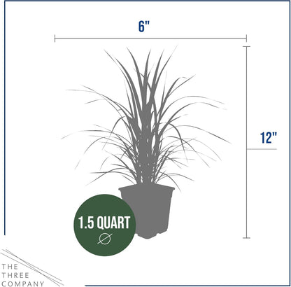 Ornamental Assorted Pink and White Grass (2 Plants Per Pack) - Live Decorative Plant - 12" Tall by