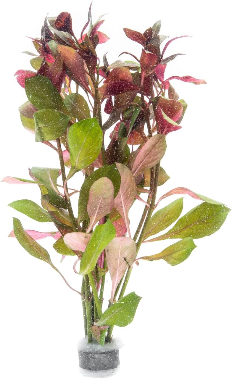 SubstrateSource Live Aquarium Stem Plants - Freshwater Aquatic Plant for Fish Tanks, Aquascaping