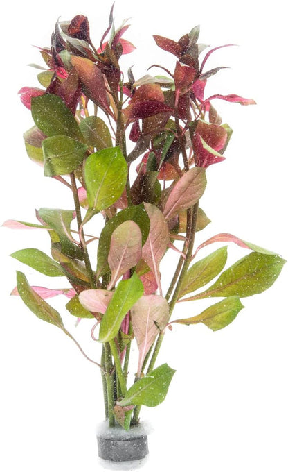 SubstrateSource Live Aquarium Stem Plants - Freshwater Aquatic Plant for Fish Tanks, Aquascaping