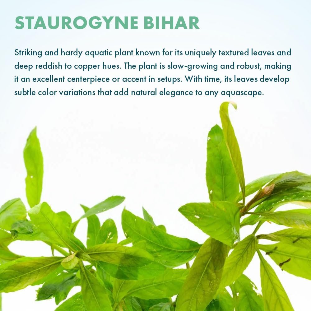 SubstrateSource Live Plants - Staurogyne Bihar (Staurogyne sp. Bihar) - Moderate to High Light