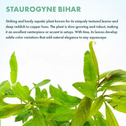 SubstrateSource Live Plants - Staurogyne Bihar (Staurogyne sp. Bihar) - Moderate to High Light