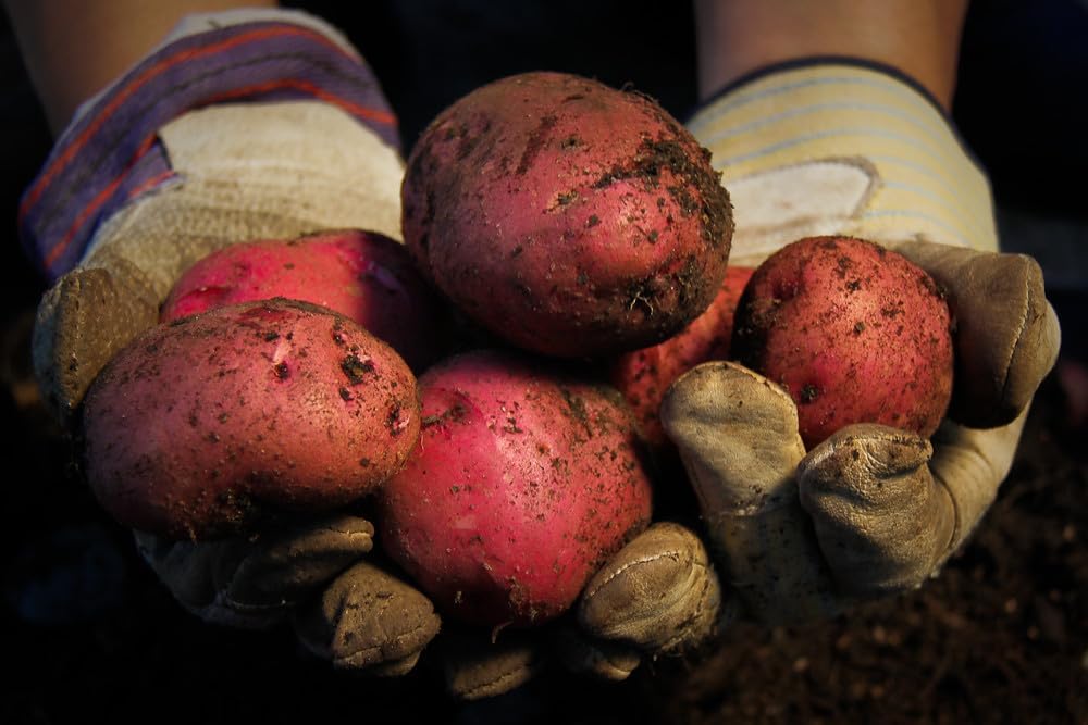 Red Pontiac Certified Seed Potatoes 3Lb - Non GMO - Naturally Grown - Whole Potatoes - Ready for