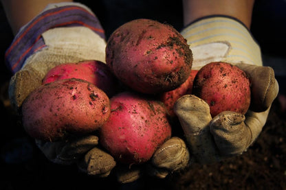 Red Pontiac Certified Seed Potatoes 3Lb - Non GMO - Naturally Grown - Whole Potatoes - Ready for