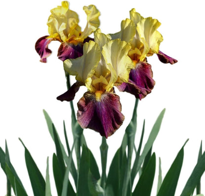 Easy to Grow Bearded Iris Blatant - 9 Plant Bulbs Rhizomes, Purple & Yellow Flowers in Spring to