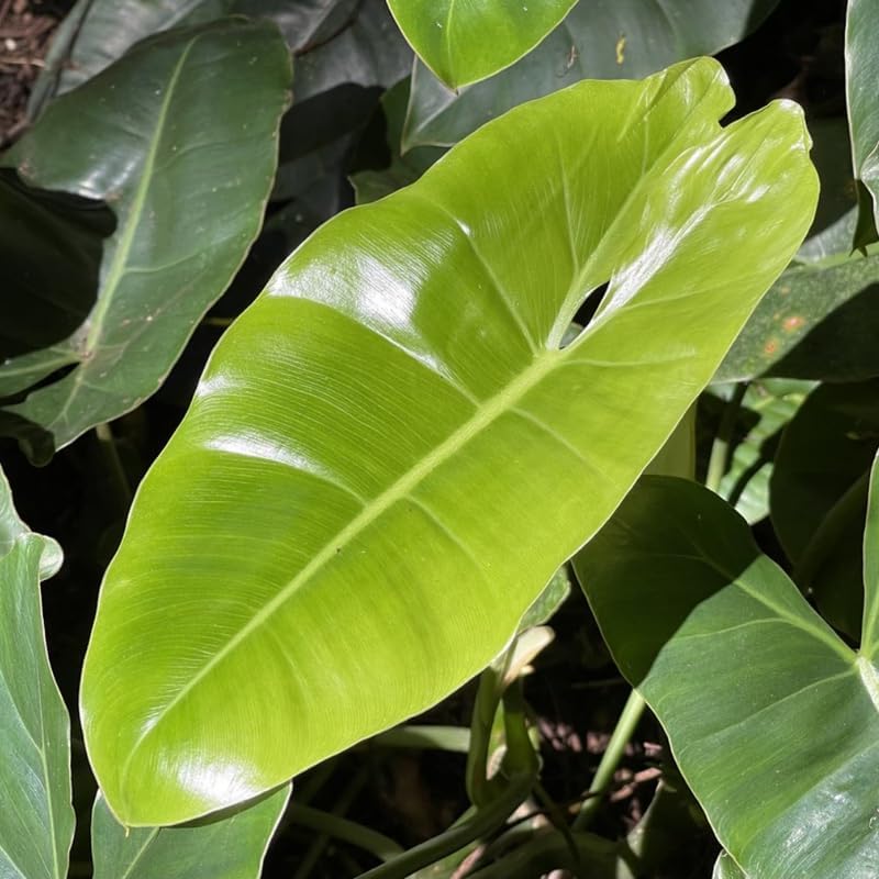 2 Green Leaf Philodendron Live Plant 5-9" Tall, Rare Tropical Indoor Houseplant Home Garden