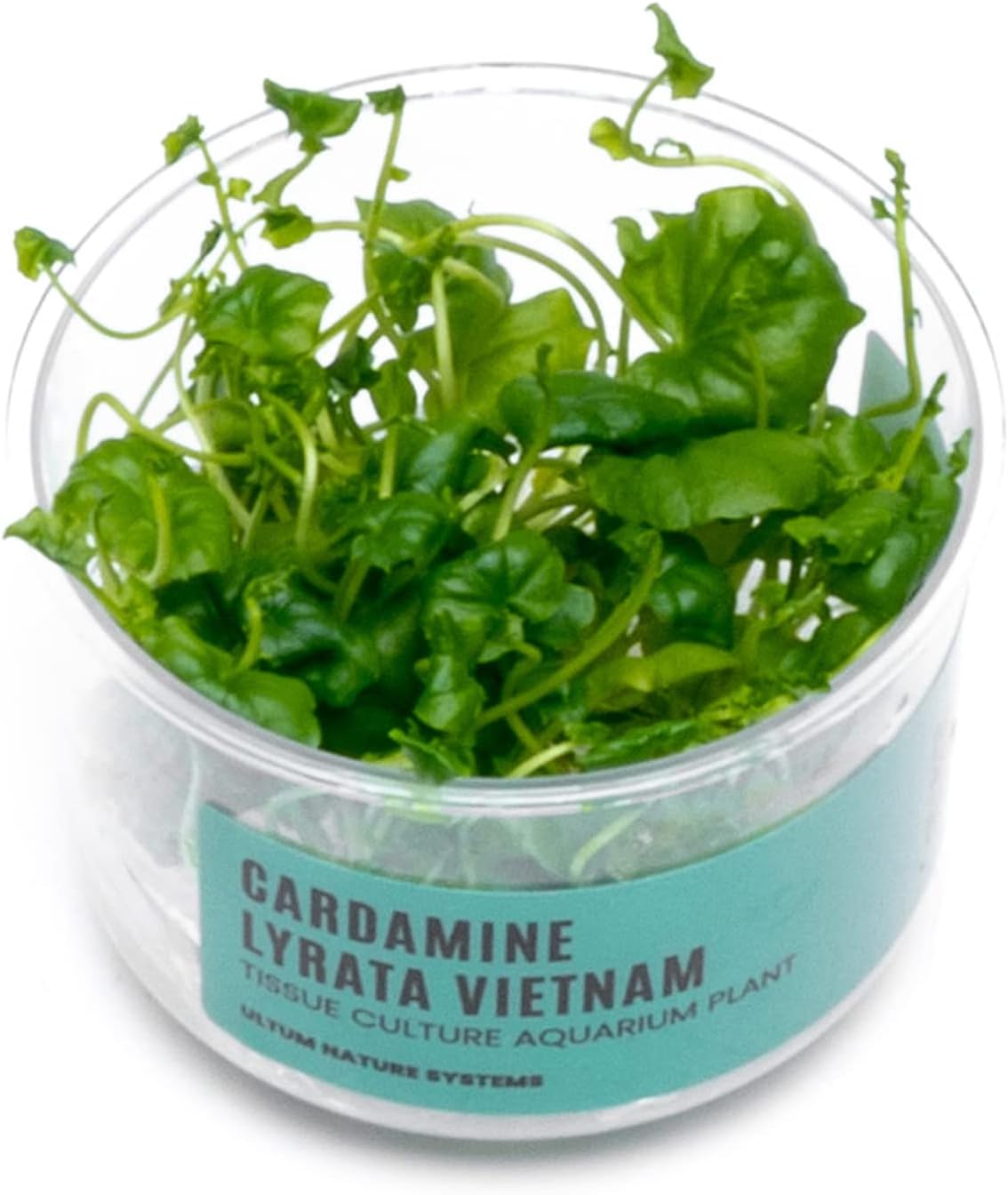 Ultum Nature Systems Cardamine Lyrata Vietnam Tissue Culture Live Plant for Aquarium, Aquascape