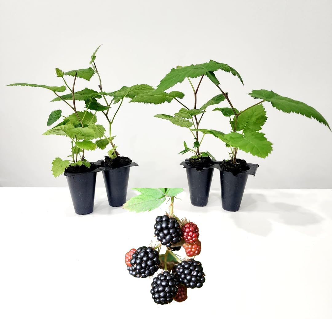 BlackBerry Plants Triple Crown Live for Sale (4 Pack) | Easy to Grow Plants | Edible Fruit Plant