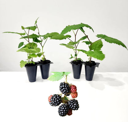 BlackBerry Plants Triple Crown Live for Sale (4 Pack) | Easy to Grow Plants | Edible Fruit Plant