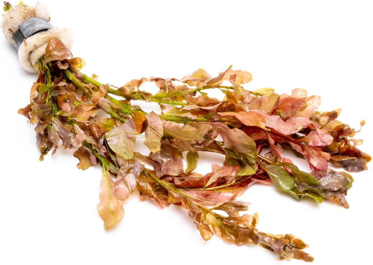 SubstrateSource Live Aquarium Stem Plants - Freshwater Aquatic Plant for Fish Tanks, Aquascaping
