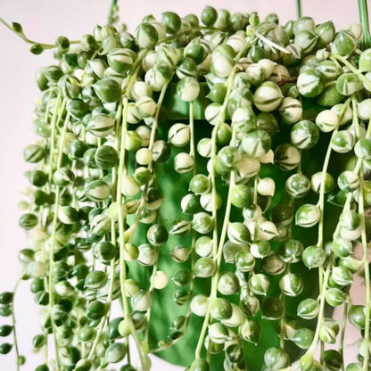 Variegated String of Pearls Plant Live, Trailing Succulent Vine, Rare Live Indoor Plant in Pot