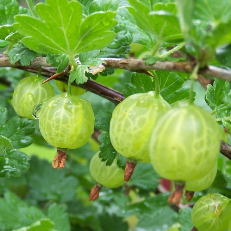 Sweet Gooseberry Plant Live for Planting, Gooseberry Bushes Live Plant 5 to 9 Inch Tall