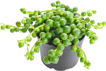 Live Succulent String of Pearls, Approx 2-inch Large, Potted Succulents, Fully Rooted, Easy Care