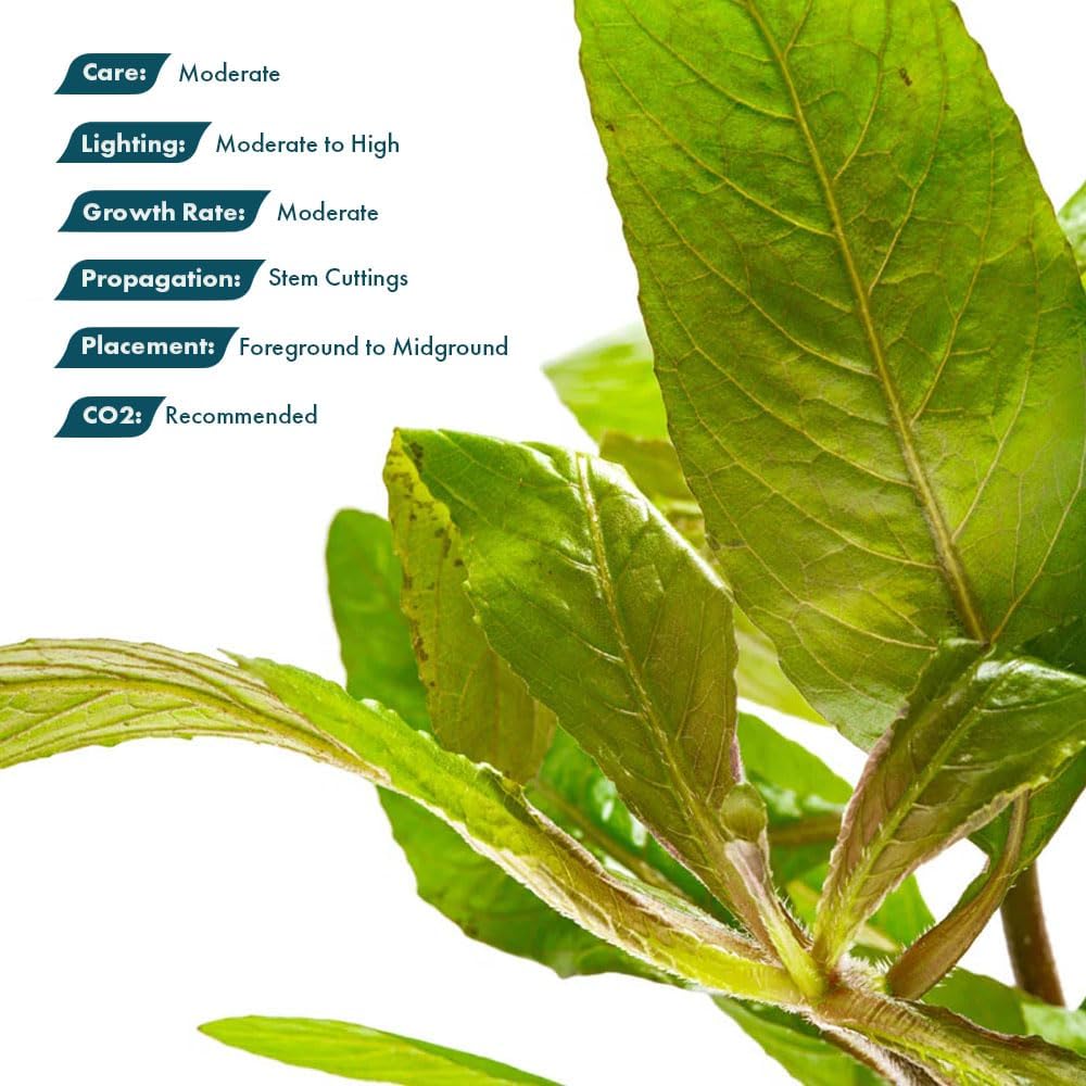 SubstrateSource Live Plants - Staurogyne Bihar (Staurogyne sp. Bihar) - Moderate to High Light
