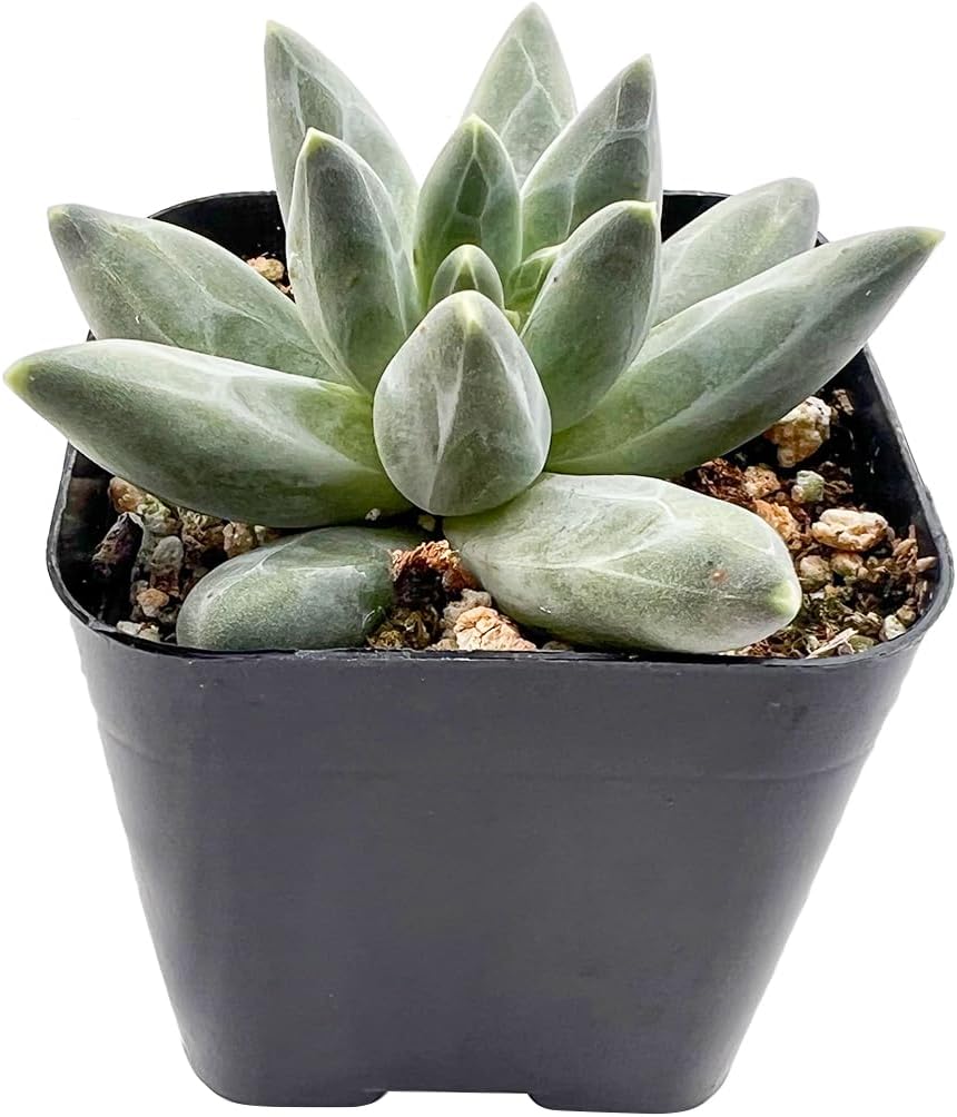 Sprout N Green Pachyphytum compactum, 1 Live Succulent Plant Fully Rooted in 2" Pots with Soil Mix