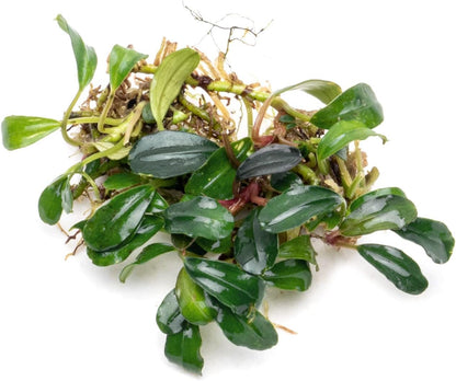 SubstrateSource Bucephalandra Brownie Blue Live Aquarium Plant - Natural Freshwater Fish Tank