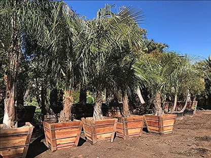Mule Palm - Live Plant in a 3 Gallon Growers Pot - Xbutiagrus Nabonnandii - Rare Ornamental Palms