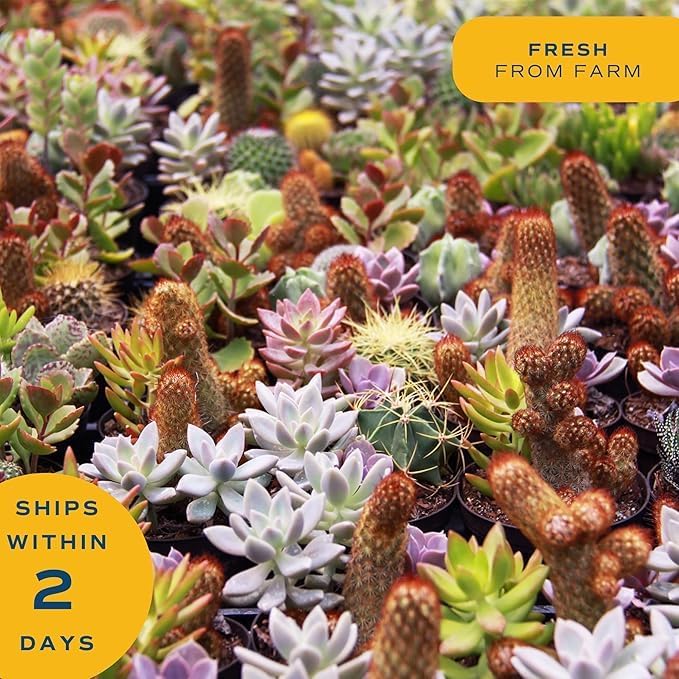 Costa Farms Mini Succulent Live Plant in Decorative Pot, Easy to Maintain Succulent Indoor