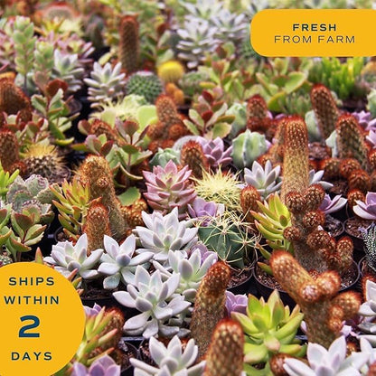 Costa Farms Mini Succulent Live Plant in Decorative Pot, Easy to Maintain Succulent Indoor