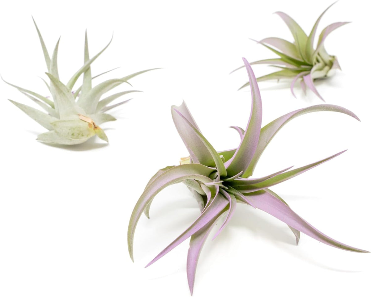 Lavender Colorful Tillandsia Air Plants - Long Lasting Color Enhanced Live Tillandsia Succulent