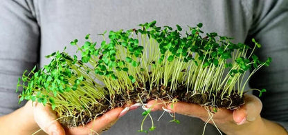 Gardenera Organic Microgreens Premium Potting Mix: Superior Nutrient Retention and Plant Vitality