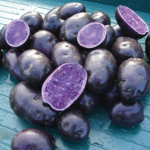 Simply Seed - Purple Majesty - Naturally Grown Seed Potatoes - 3 LB- Ready for Planting - American