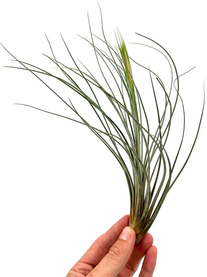 ragnaroc Air Plants - Tillandsia Juncea, Jumbo 8-12" - 3ct - Live Arrival Guaranteed - House Plants